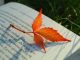 Na zdjęciu fragment książki a na nim pomarańczowy jesienny liść.