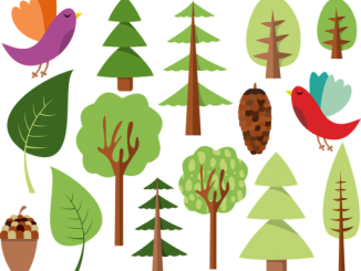 Na zdjęciu narysowane w rzedach różne rodzaje drzew